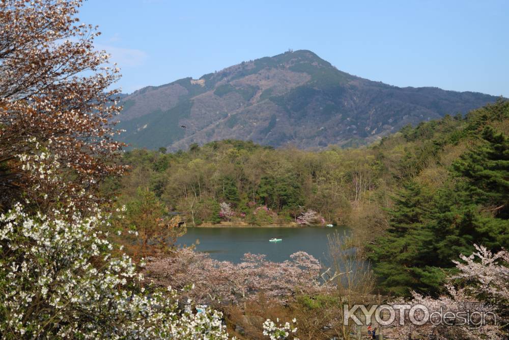 比叡山をバックに桜に包まれた宝ヶ池
