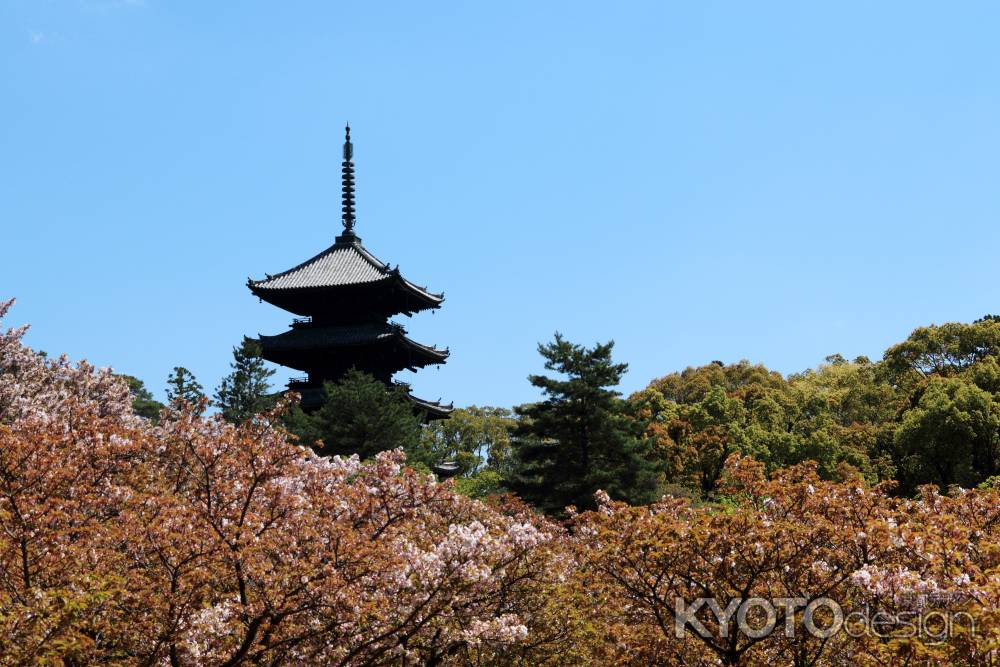 若葉に包まれた仁和寺五重塔