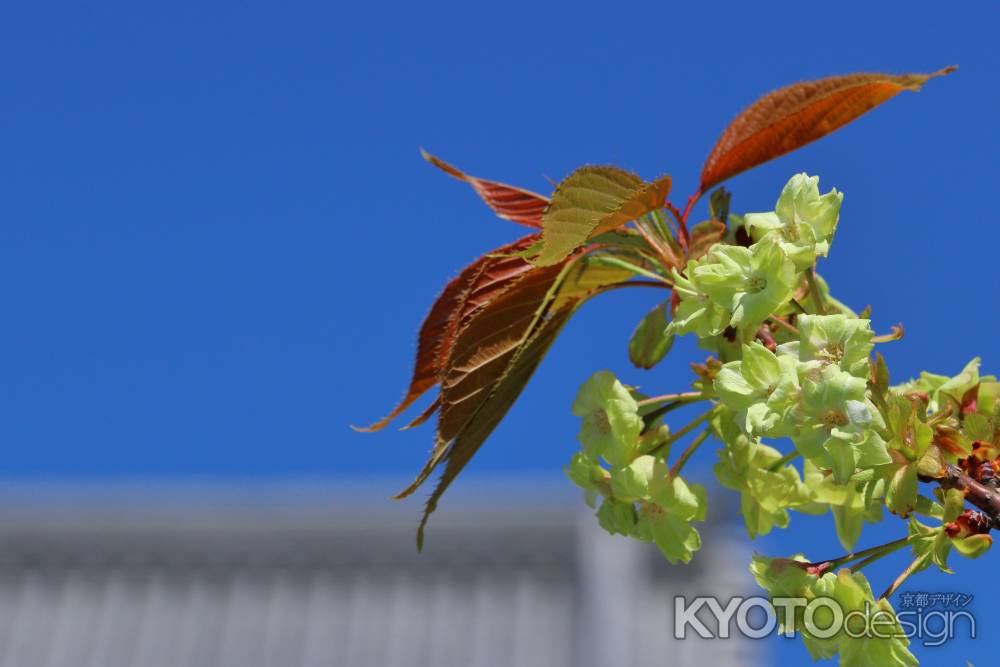 淡いみどりの御衣黄桜