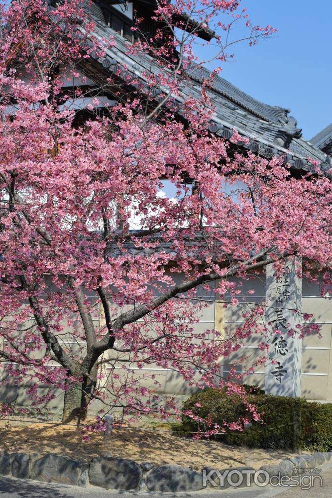 長徳寺のおかめ桜
