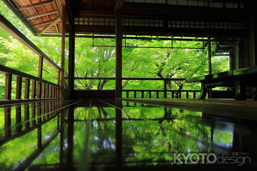 廊下に映る青もみじ