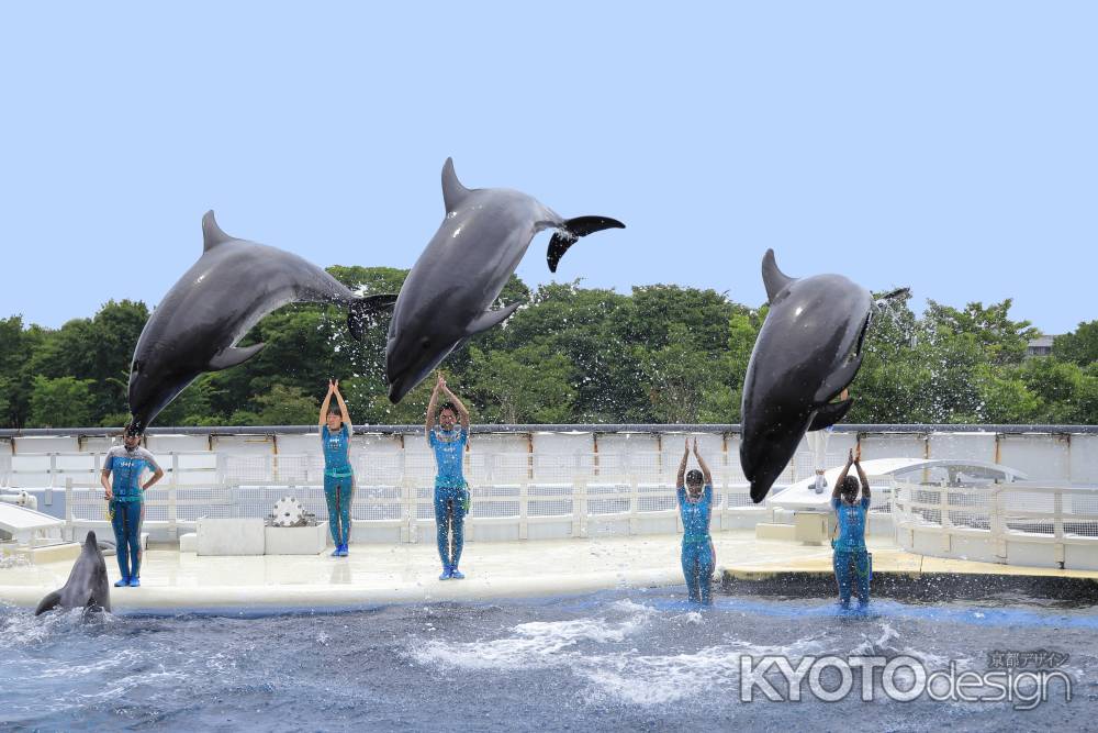 イルカの大ジャンプ