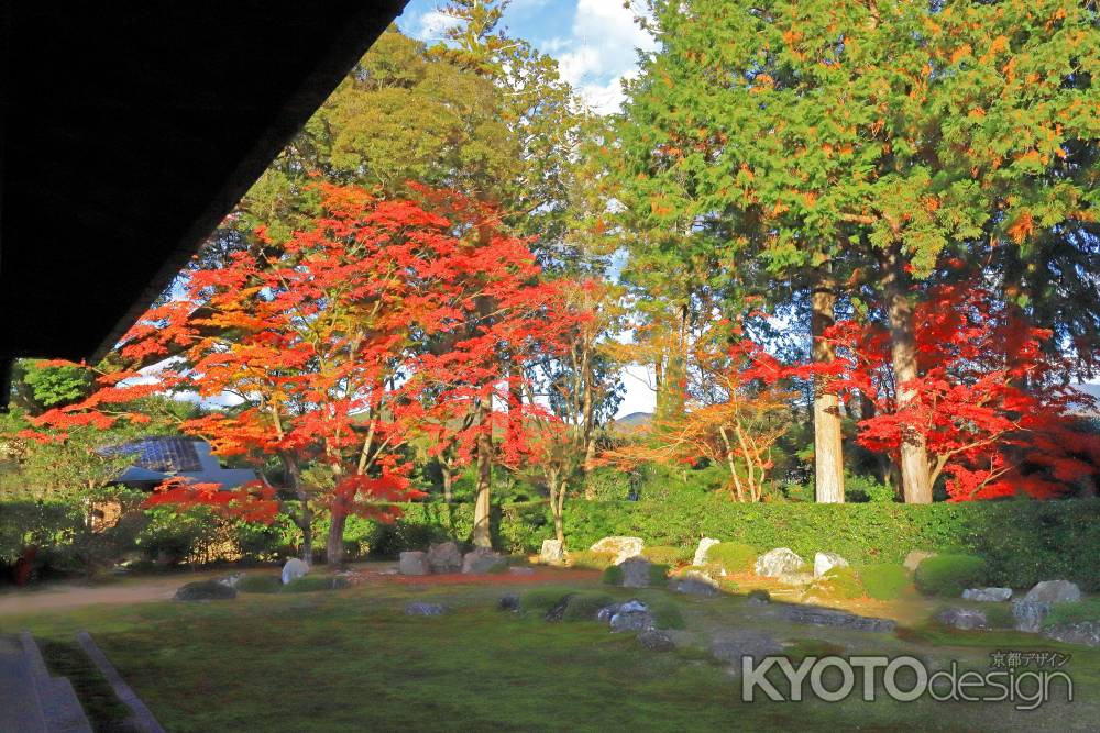 夕陽に照らされる圓通寺の真赤なもみじ