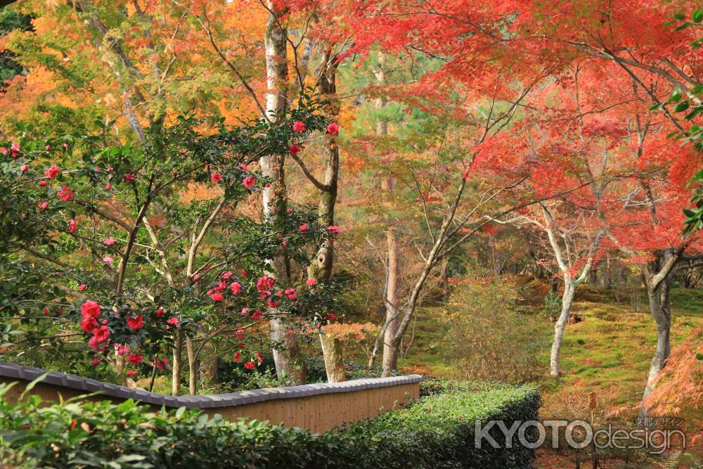 紅葉の天龍寺に咲く椿