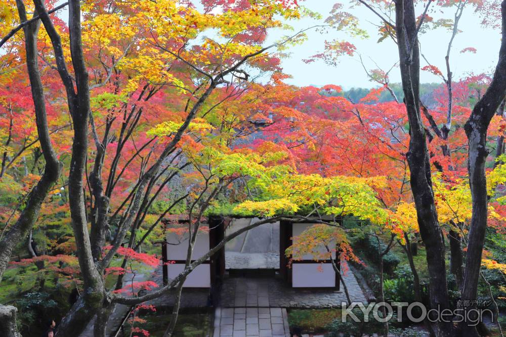 常寂光寺山門の紅葉