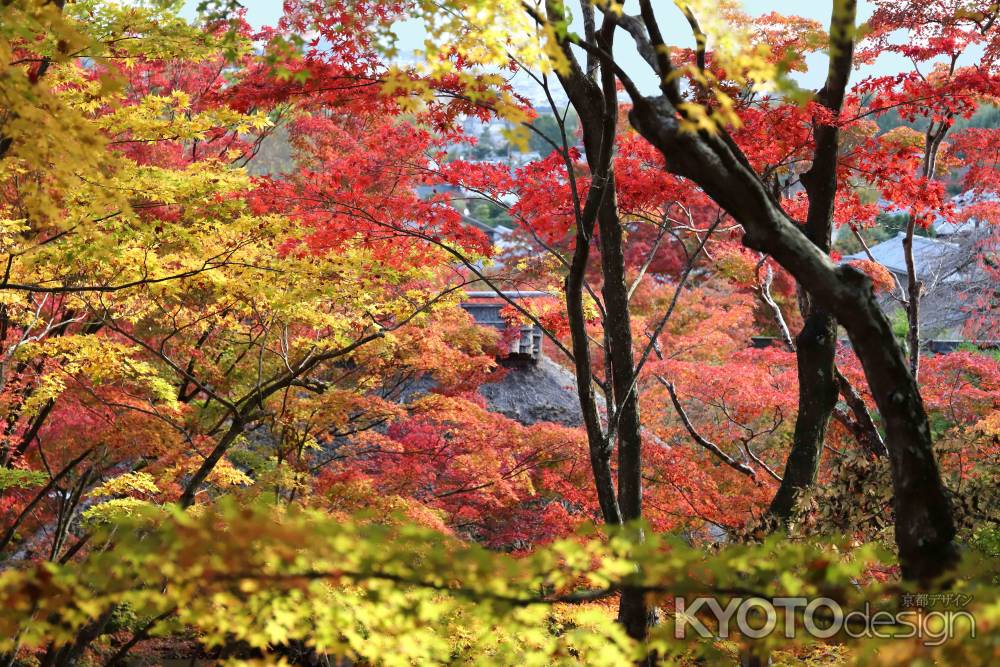 錦織りなす常寂光寺の紅葉