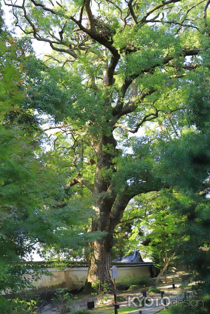 青蓮院の庭園の楠