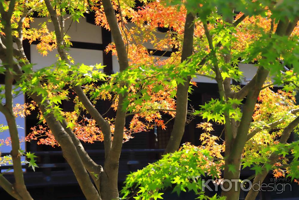 青、赤、黄色のモミジ