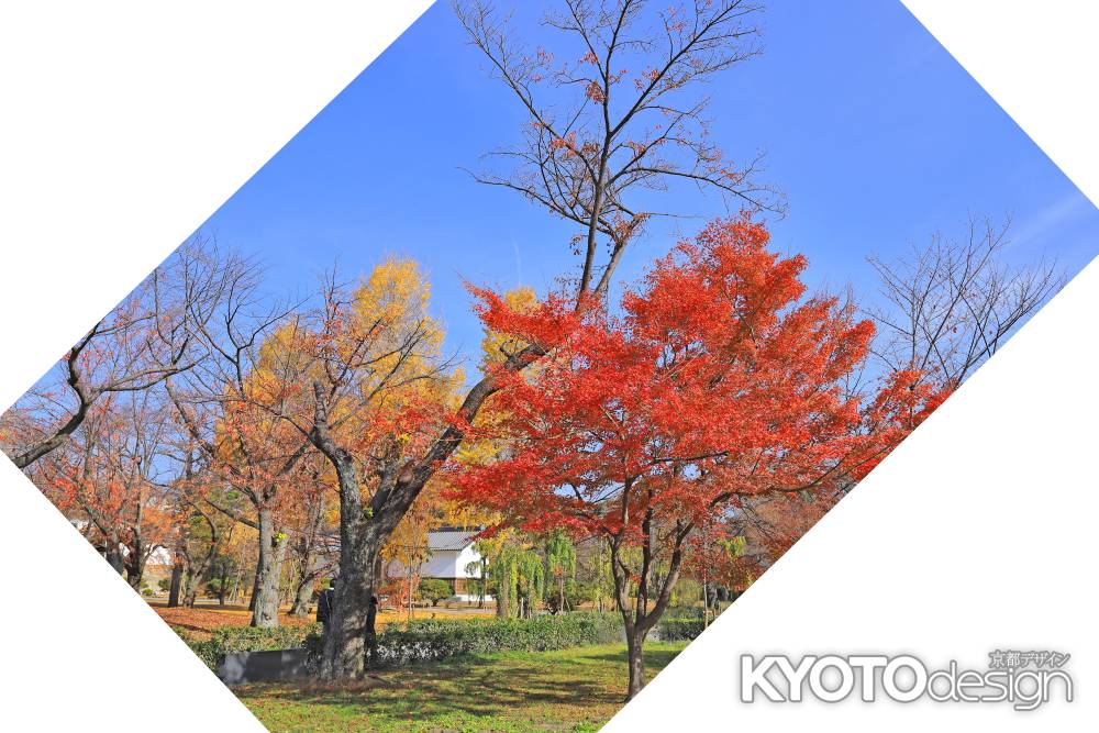 二条城の緑の園の紅葉