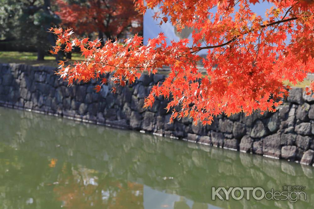二条城内堀のもみじ