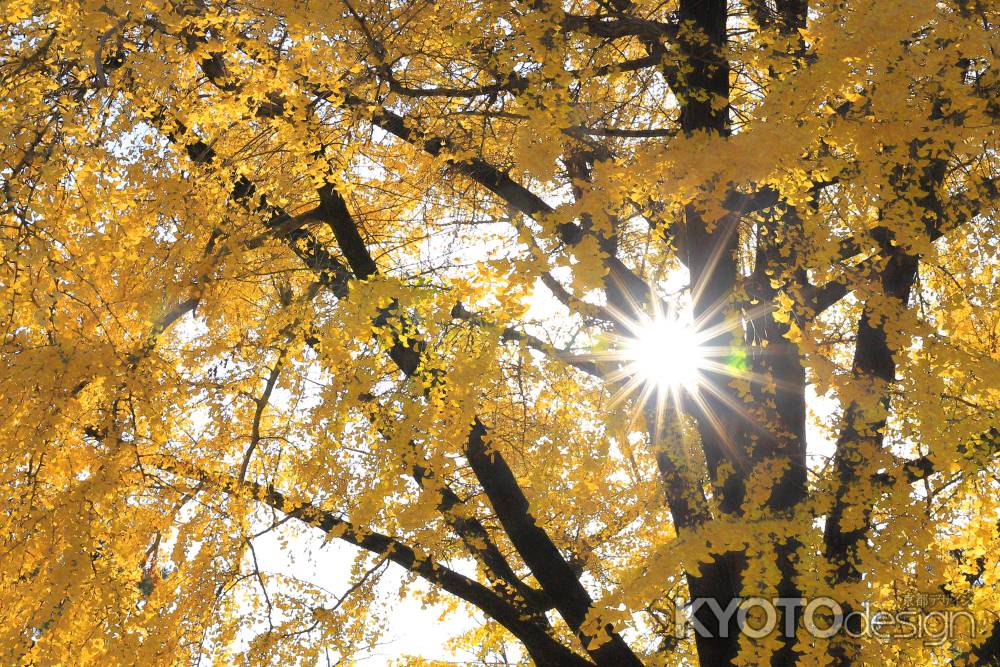 銀杏に太陽