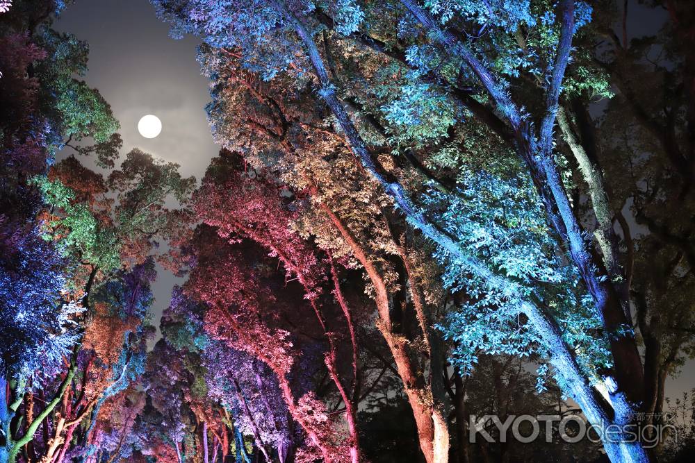 イルミネーションのくすのき並木にお月さん