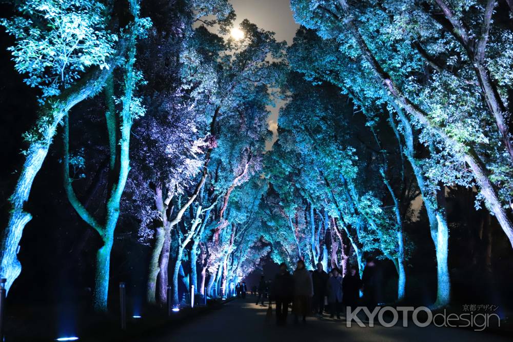 青く染まったくすのき並木