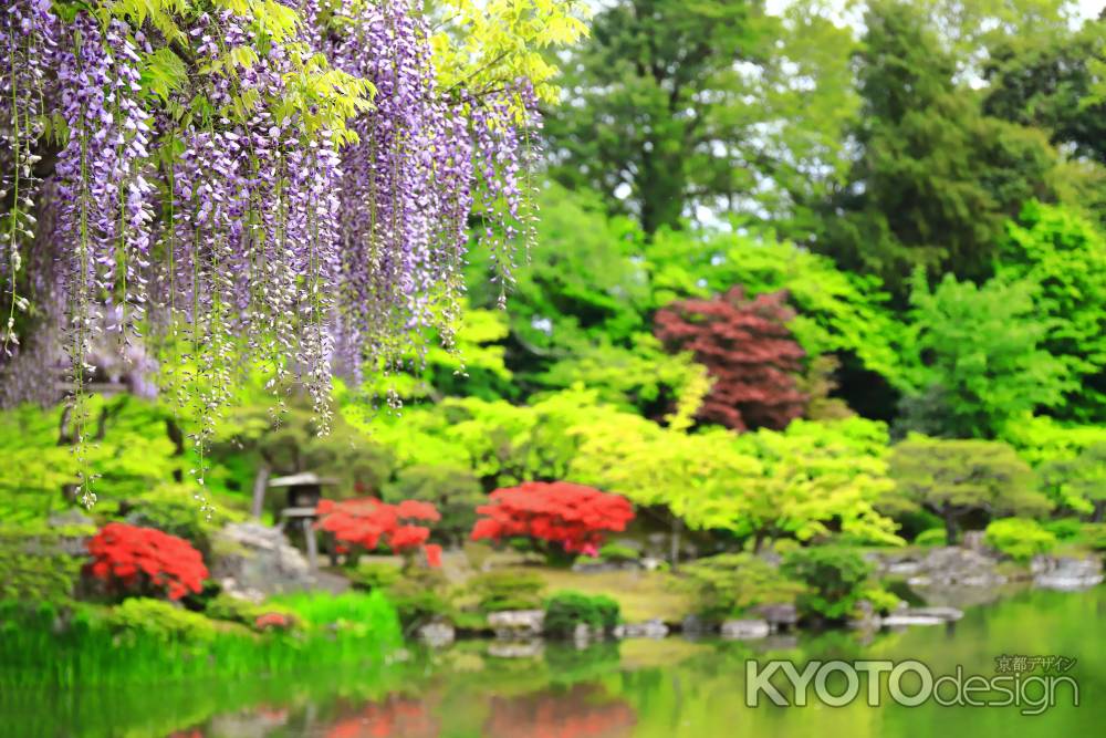 仙洞御所の藤の花