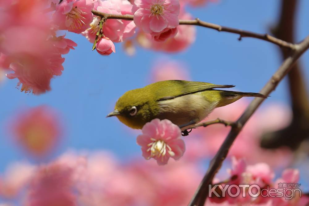 紅梅にメジロ