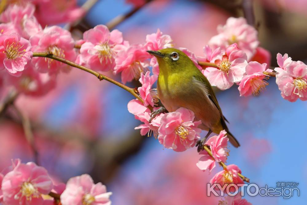 メジロが紅梅に止まる