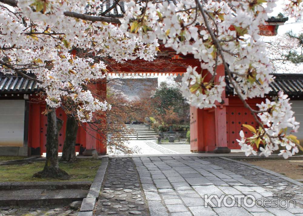 桜に包まれた真如堂の総門