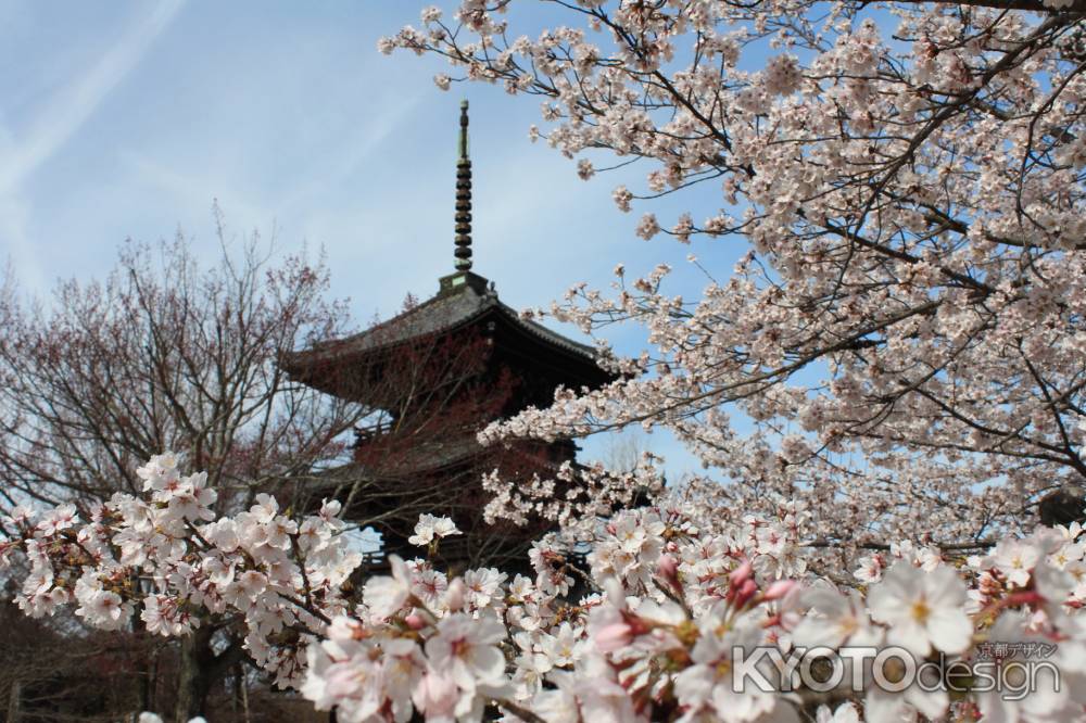 桜満開の真如堂