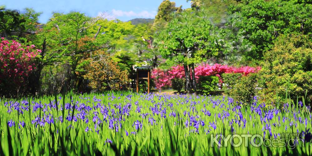 大田神社のかきつばた