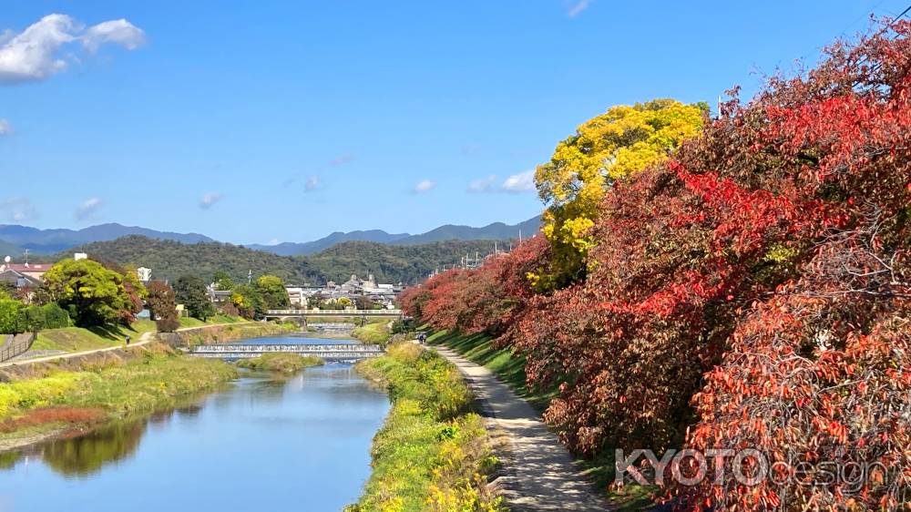 高野川の紅葉