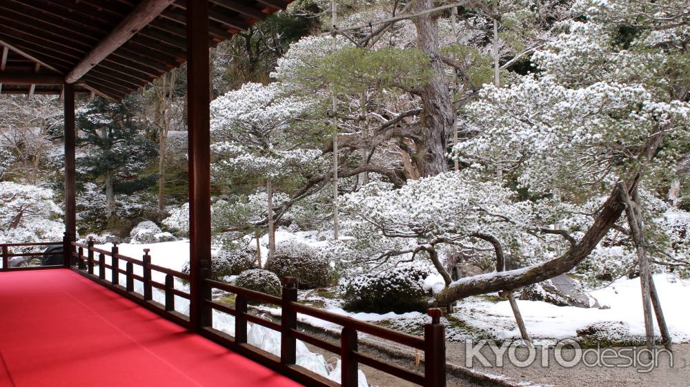 曼殊院　鶴島の松に雪