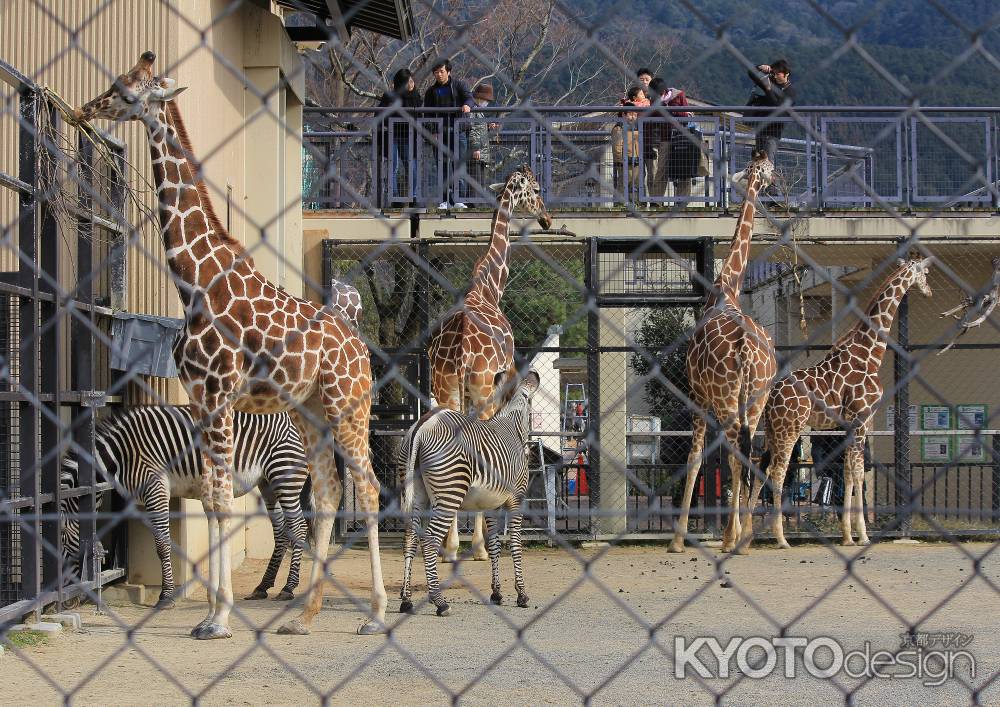 キリン・シマウマ（京都市動物園）