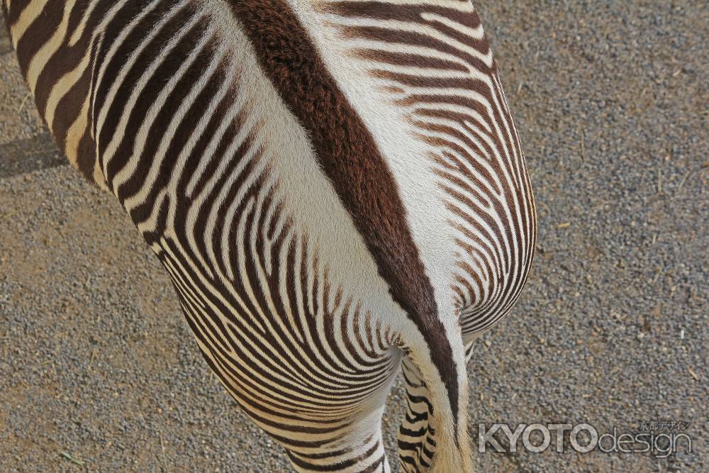 シマウマ（京都市動物園）