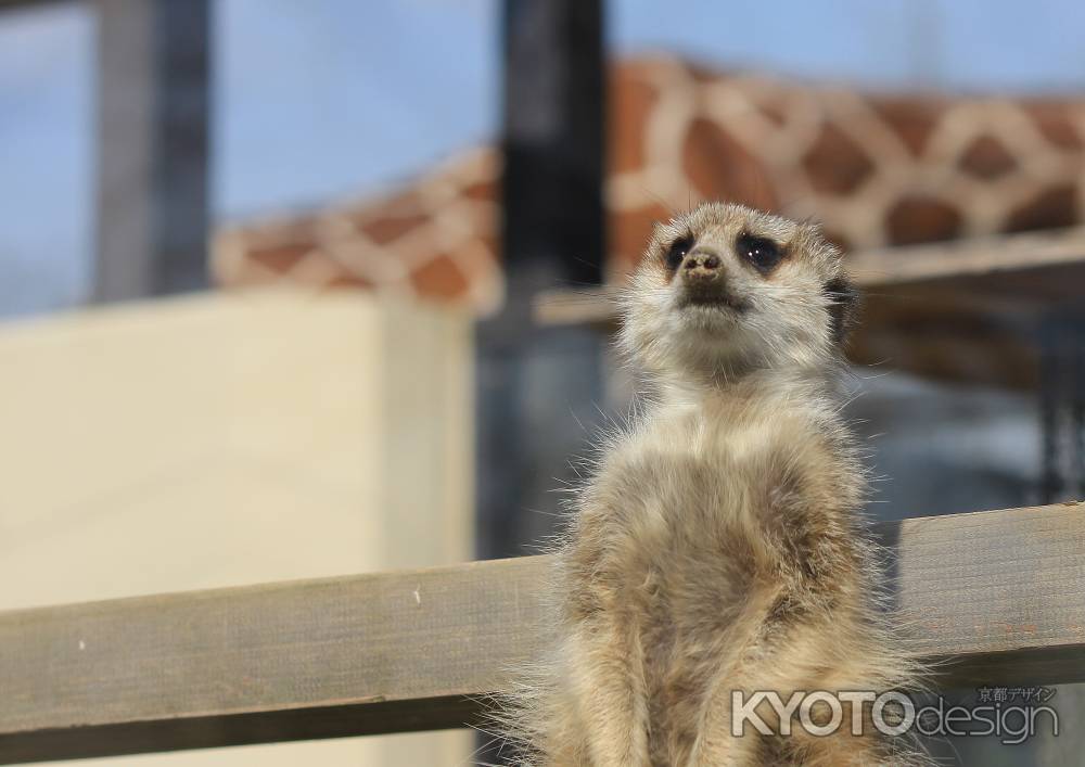 みんな何しているの　ミーアキャット