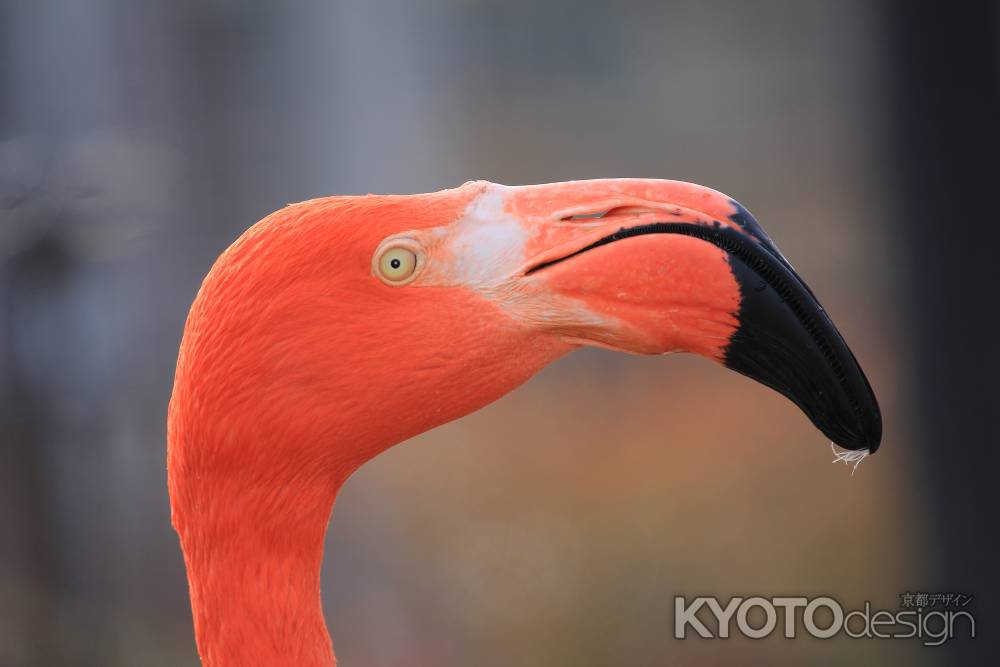 おすまし顔のフラミンゴ