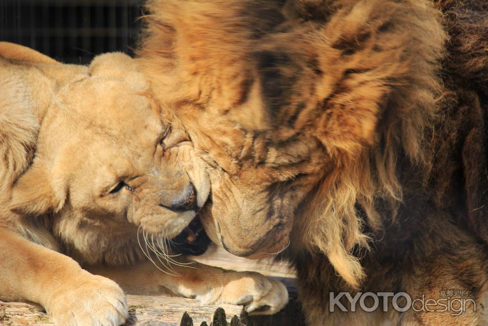 たわむれるライオン