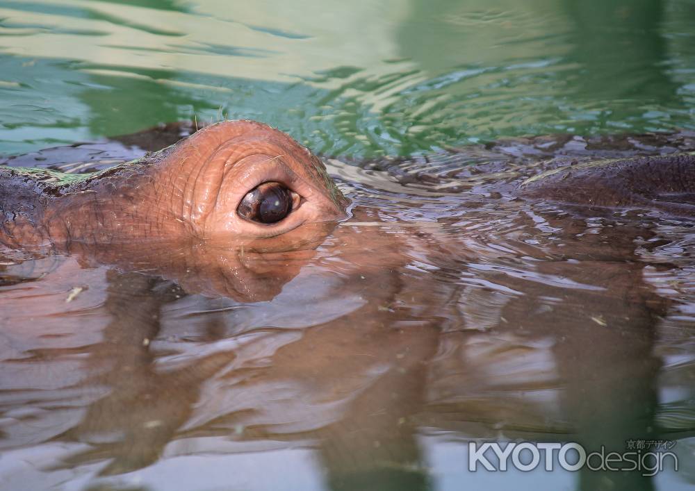 京都動物園のカバ