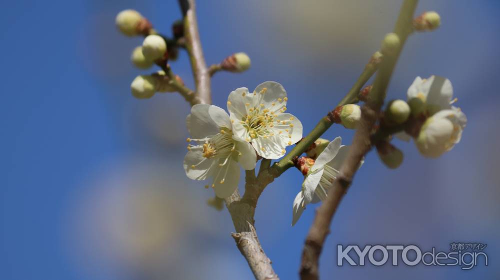 青空に咲く白梅