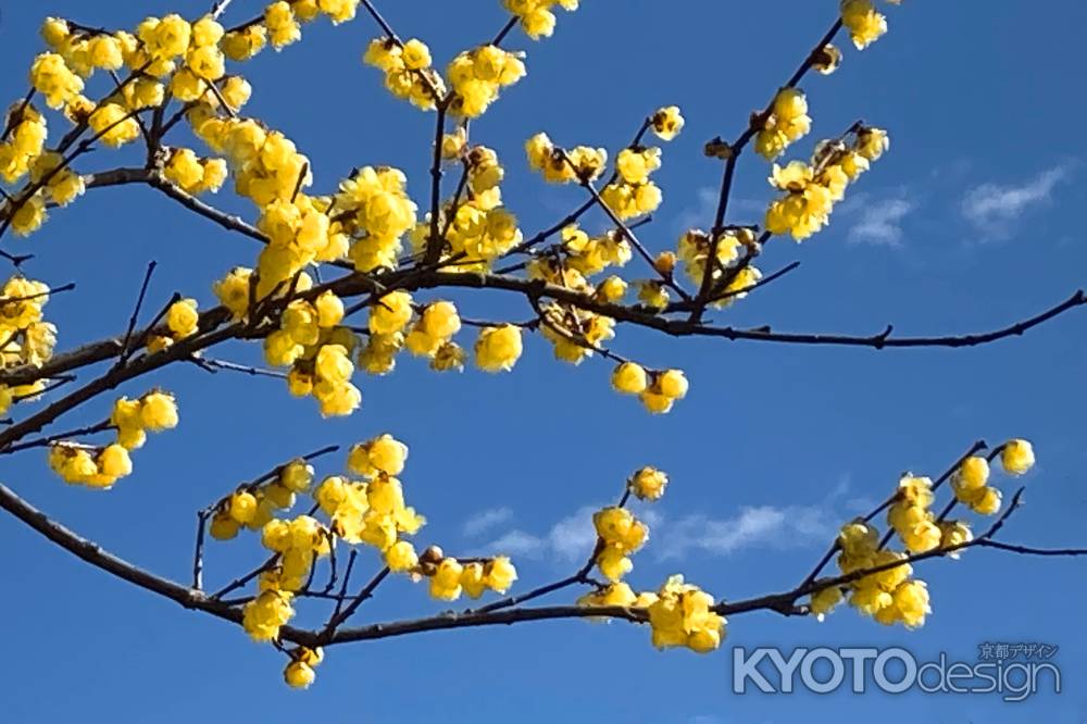 蝋梅（ろうばい）