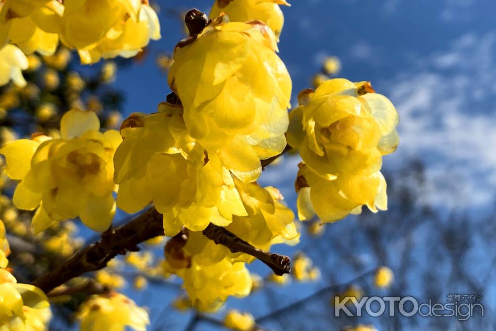 蝋梅　花言葉「慈愛」