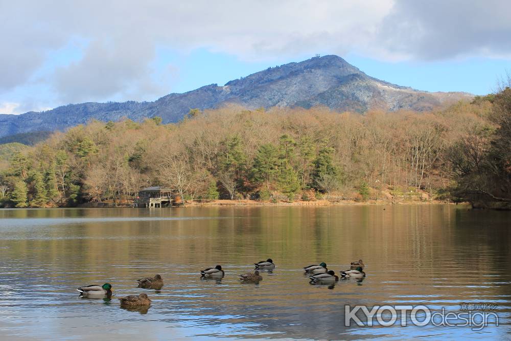 宝ヶ池のマガモ