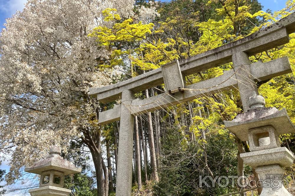 妙見神社の桜と新緑