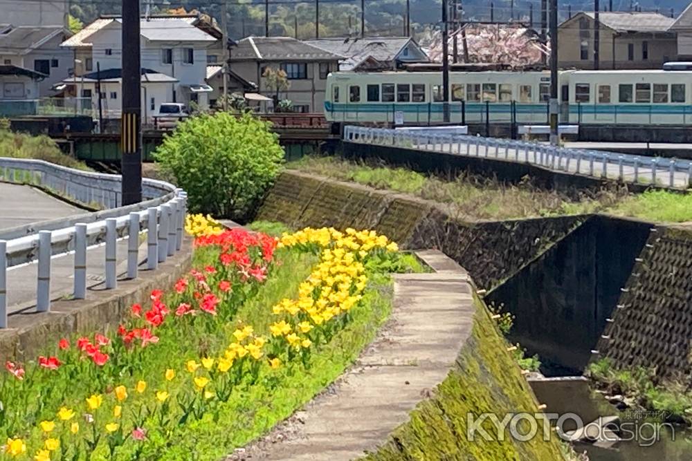 岩倉川のチューリップ