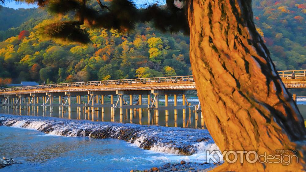 朝日に照らされた渡月橋