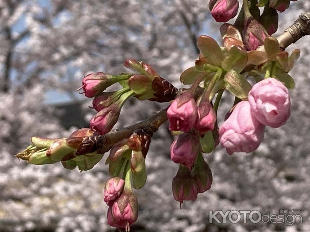 八重桜の蕾ふくらむ