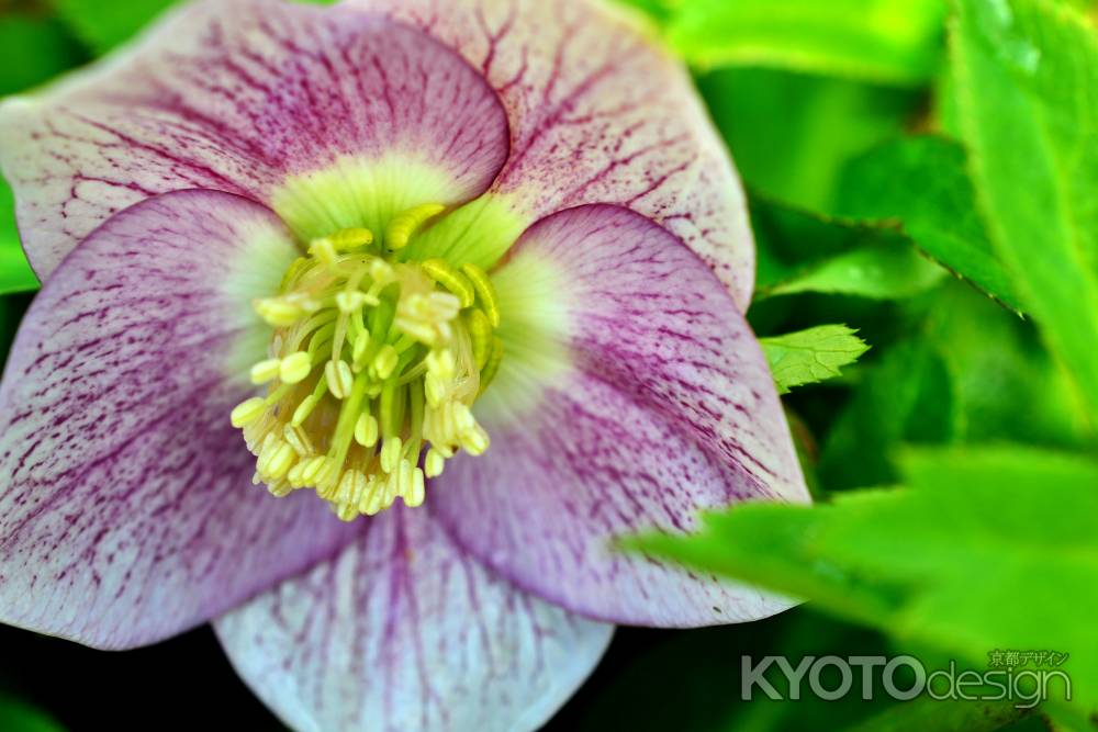 京都府立植物園　早春の草花展　クリスマスローズ