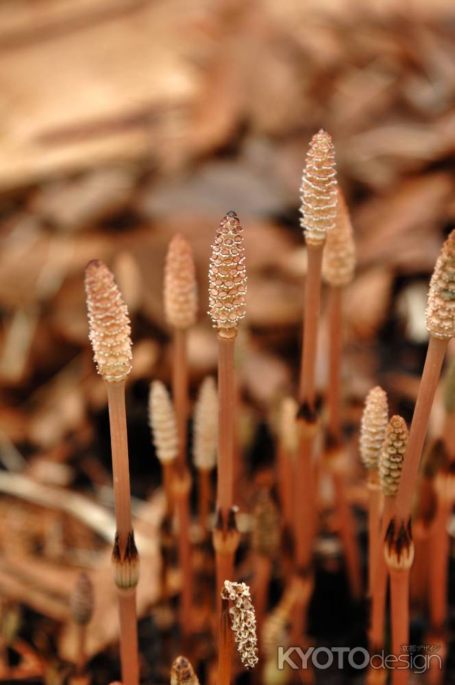 京都府立植物園　早春の草花展　つくし