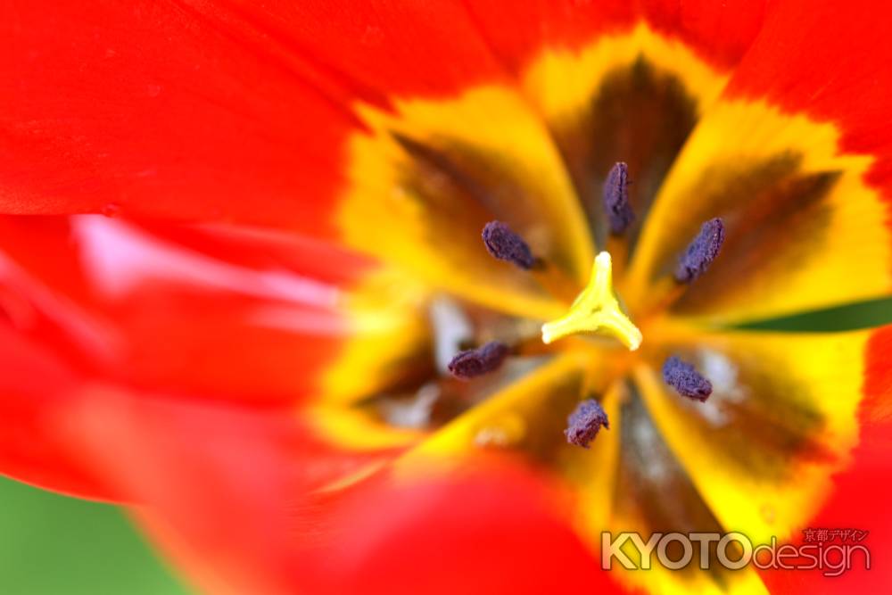 京都府立植物園　早春の草花展　チューリップ