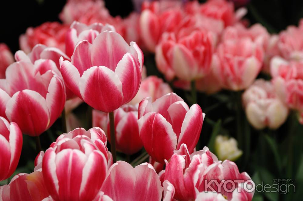 京都府立植物園　早春の草花展　チューリップ