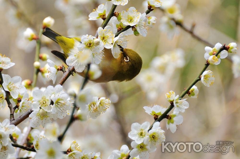 北野天満宮　めじろ　蜜