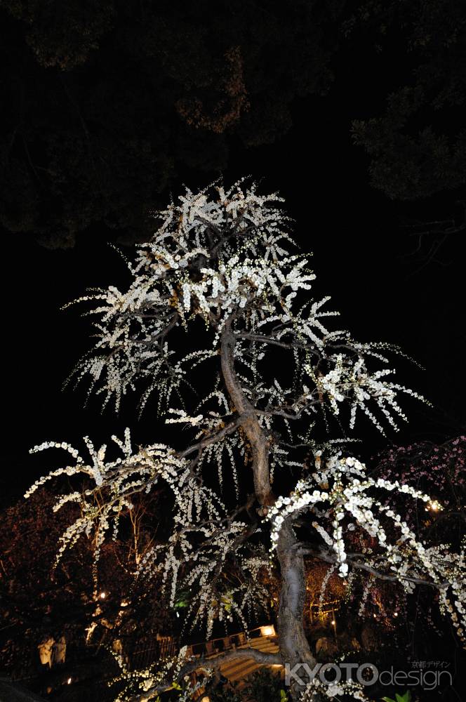 北野天満宮　白梅　枝垂れ梅