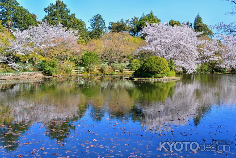 龍安寺　鏡容池　春