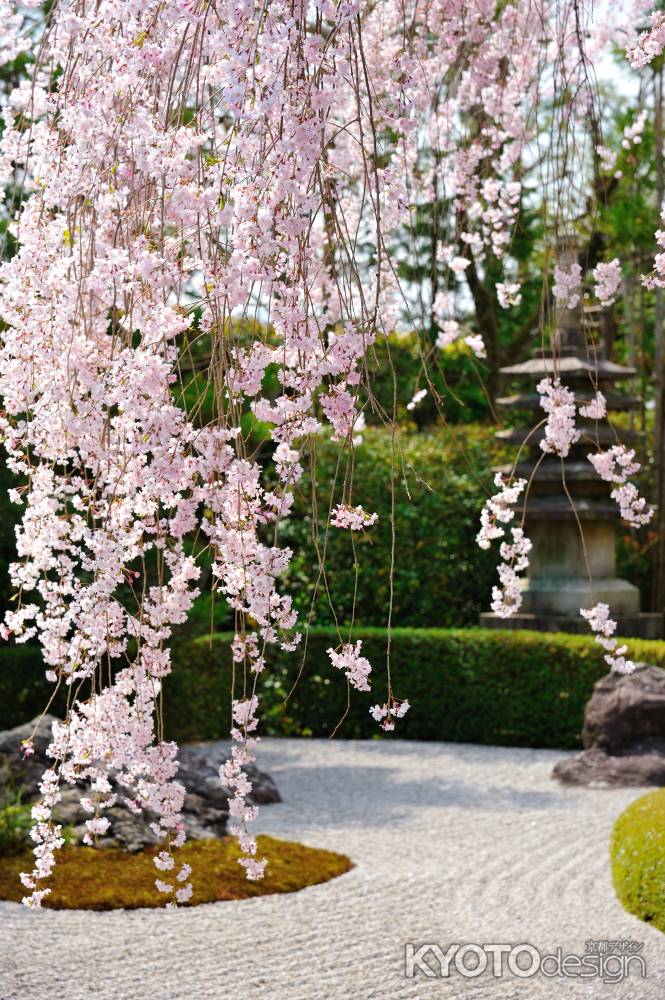 陰陽の庭　紅枝垂れ桜