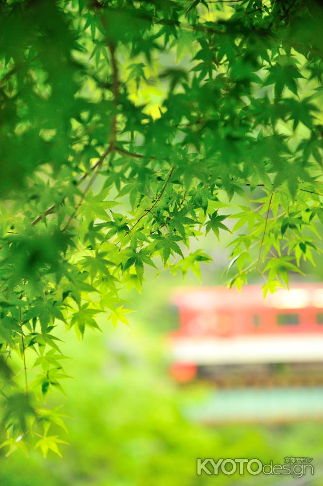 えいでん　ゆるく　青モミジ