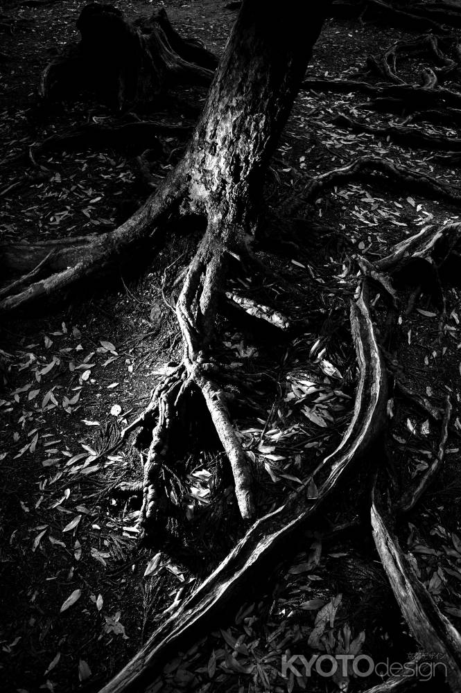 木の根道　モノクロ