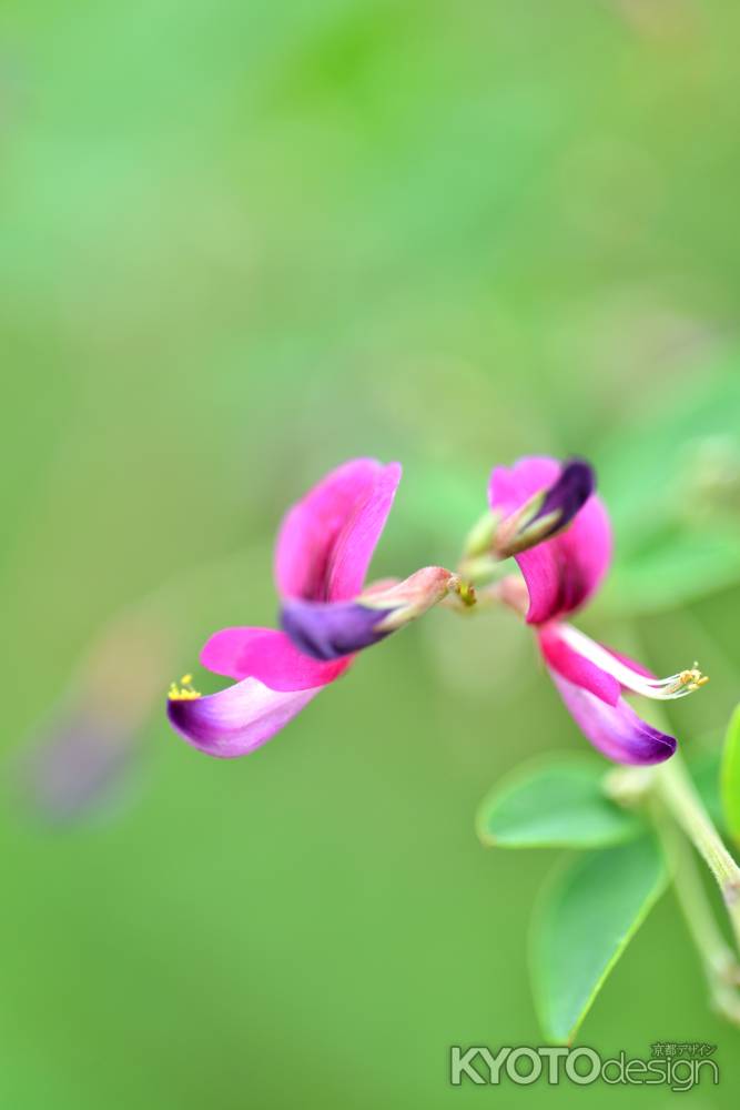 秋の七草のひとつ